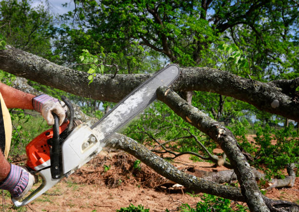 How Our Tree Care Process Works  in  Brawley, CA